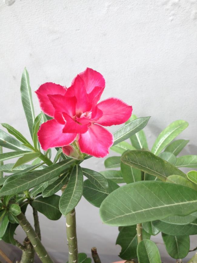 Résumé de la plus belle fleur de porcelaine rouge