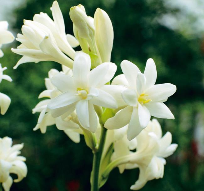 Gambar bunga lili putih yang indah