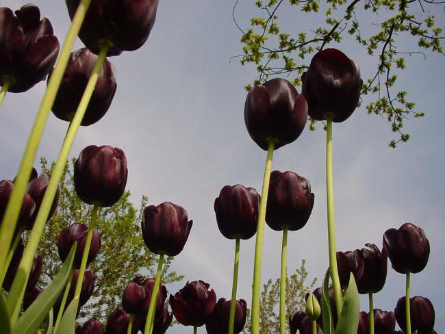Resumen de los tulipanes negros más bellos