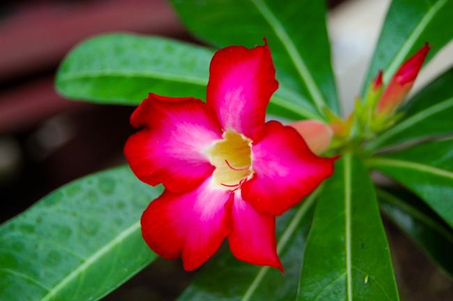 सबसे सुंदर लाल चीनी मिट्टी के बरतन फूल का सारांश