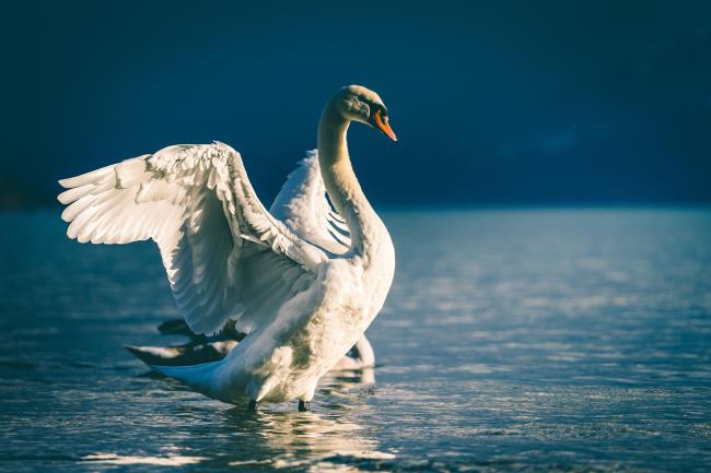 Coleção de belas imagens de cisne