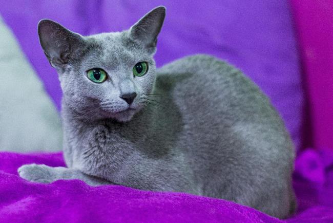 Résumé de la plus belle image de chat russe aux yeux bleus