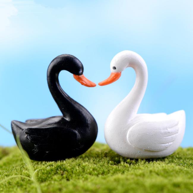 Collection of beautiful swan images