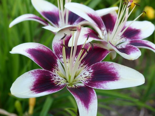 Красивые цветы Бах Хоп - самые красивые цветы Бах Хоп images 4