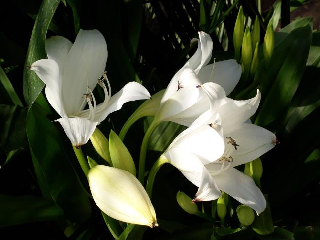 Gambar bunga lili putih yang indah