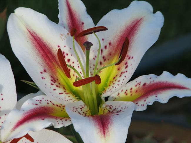 Красивые цветы Бах Хоп - самые красивые цветы Бах Хоп images 4