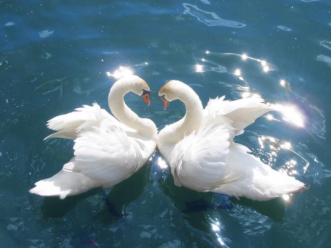 Collection of beautiful swan images