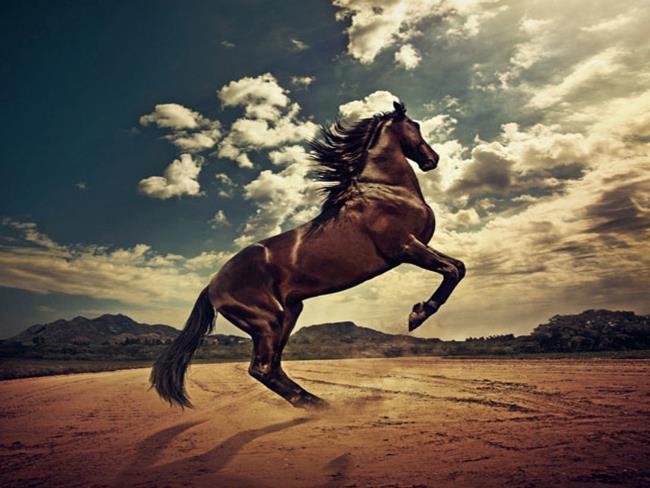 خلاصه ای از زیباترین اسب ها