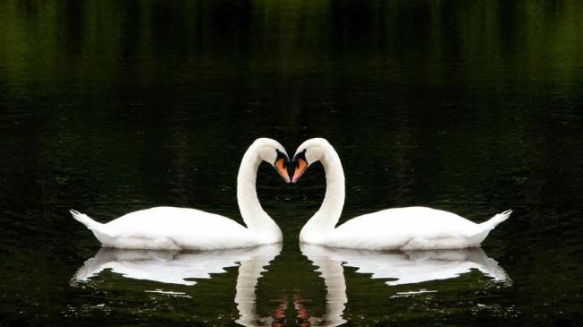 Coleção de belas imagens de cisne