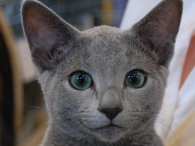 Zusammenfassung des schönsten blauäugigen russischen Katzenbildes