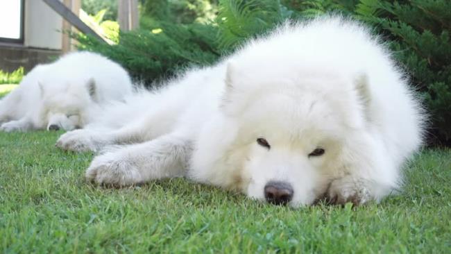 Colección de las imágenes más hermosas del perro Samoyedo