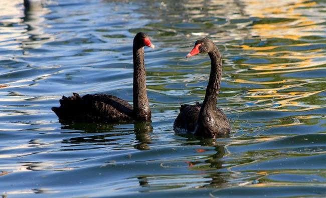 Coleção de belas imagens de cisne