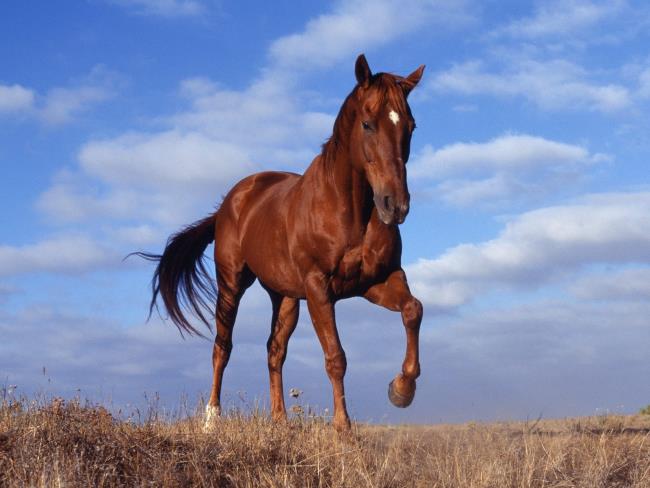 Сводка самых красивых лошадей