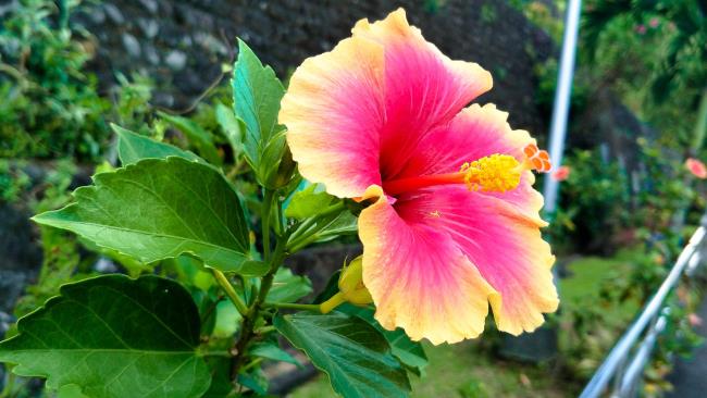 Summary of beautiful hibiscus images