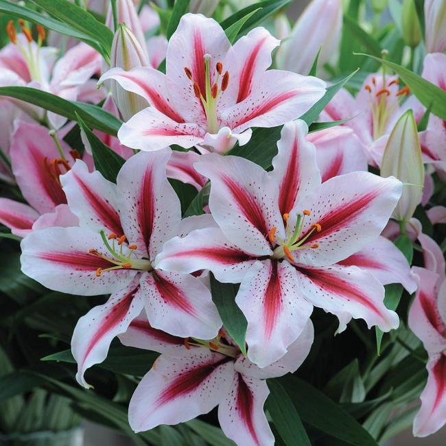 گلهای زیبای باخ هاپ - زیباترین تصاویر گل های باخ هاپ 4