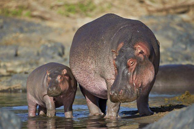 Resumo da mais bela imagem de hipopótamo