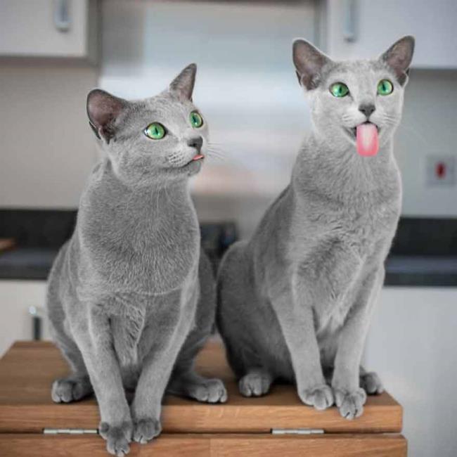 सबसे सुंदर नीली आंखों वाली रूसी बिल्ली की छवि का सारांश