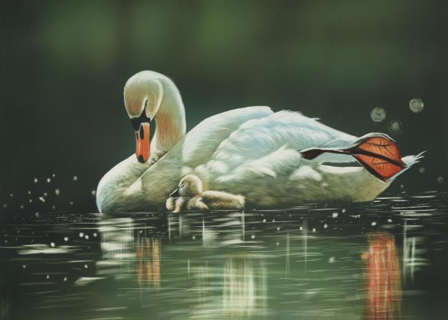 Collection of beautiful swan images