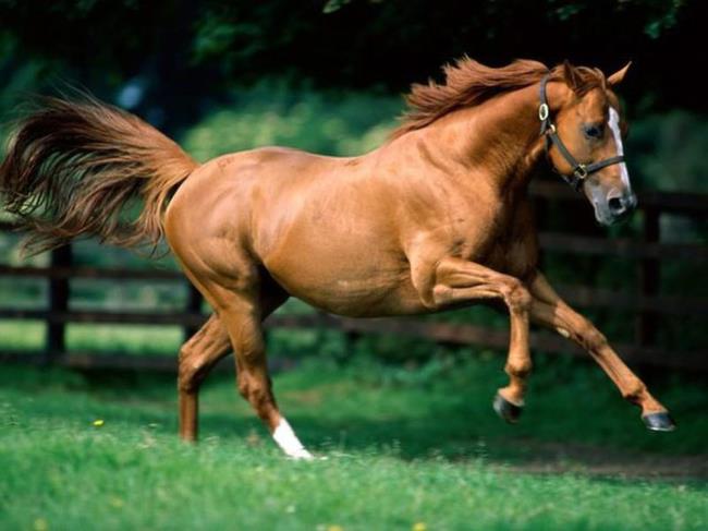 Resumo dos cavalos mais bonitos