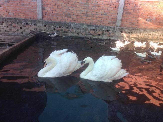 Coleção de belas imagens de cisne