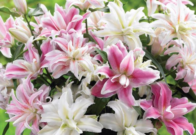 گلهای زیبای باخ هاپ - زیباترین تصاویر گل های باخ هاپ 5