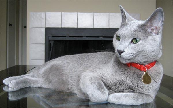 Zusammenfassung des schönsten blauäugigen russischen Katzenbildes