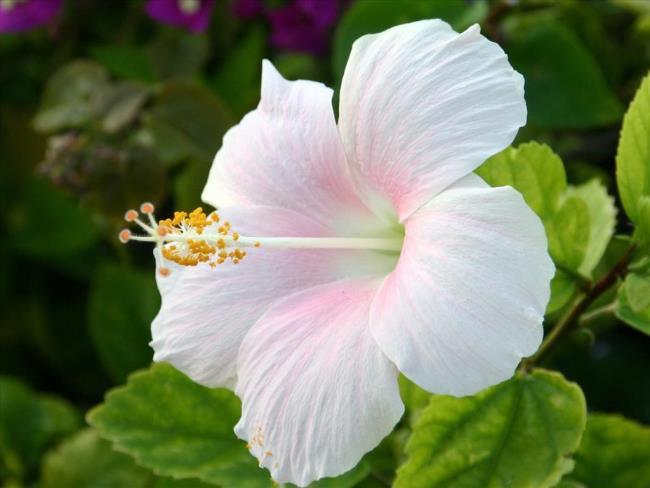 Résumé de belles images d'hibiscus
