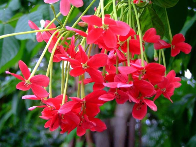 Ringkasan bunga porselin merah yang paling indah