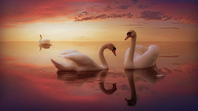 Collection of beautiful swan images