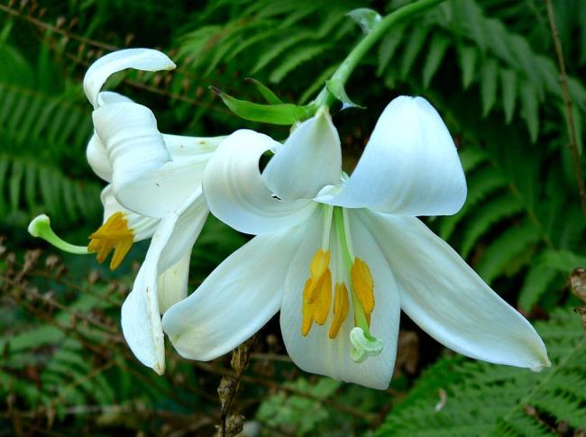 Piękne kwiaty Bach Hop - najpiękniejsze obrazy kwiatów Bach Hop 5