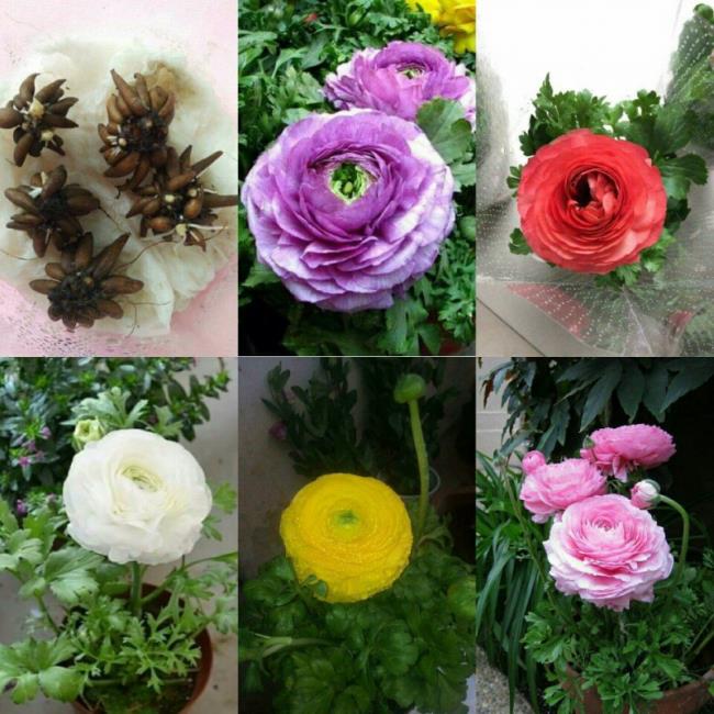 خلاصه ای از زیباترین گلهای کره