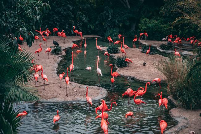 Coleção de belas imagens de cisne