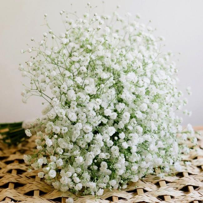 Beyaz bebek çiçeklerinin en güzel resimlerinin özeti