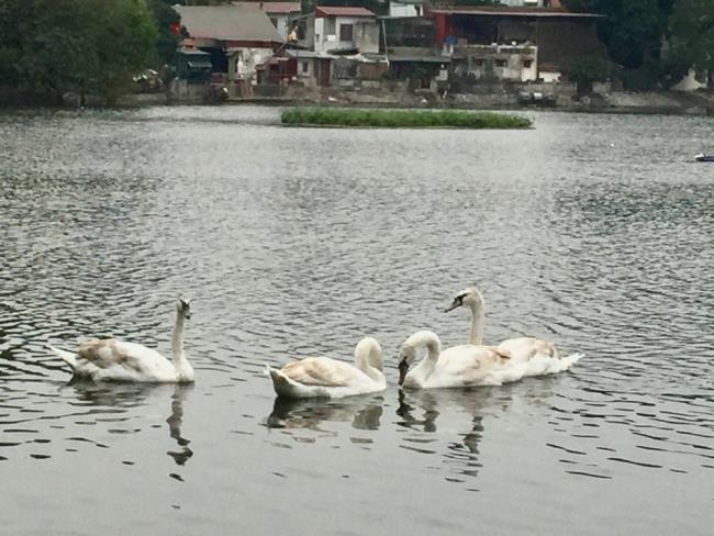 Koleksi gambar angsa yang indah