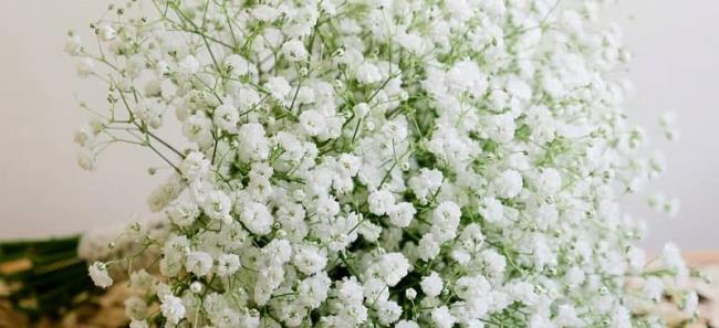 Zusammenfassung der schönsten Bilder von weißen Babyblumen