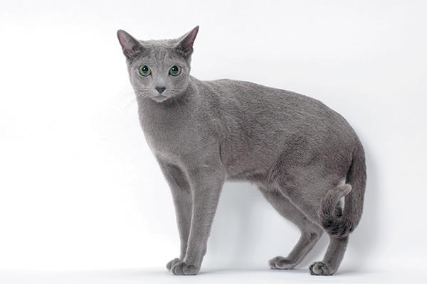 Rezumatul celei mai frumoase imagini de pisică rusă cu ochi albaștri