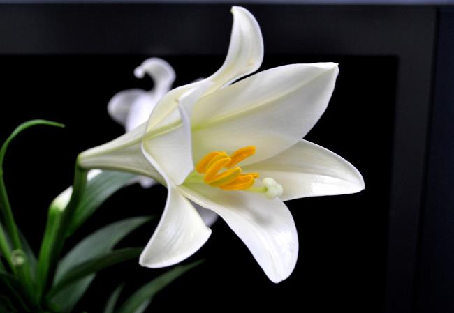 Beautiful white lilies images
