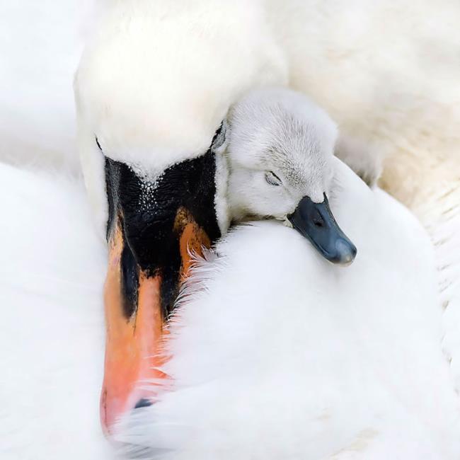 Coleção de belas imagens de cisne