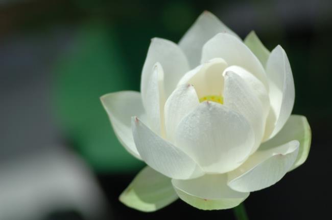 Podsumowanie najpiękniejszych zdjęć białego lotosu