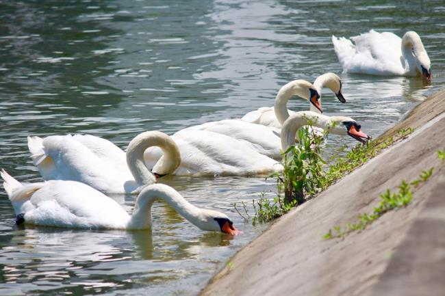 Coleção de belas imagens de cisne