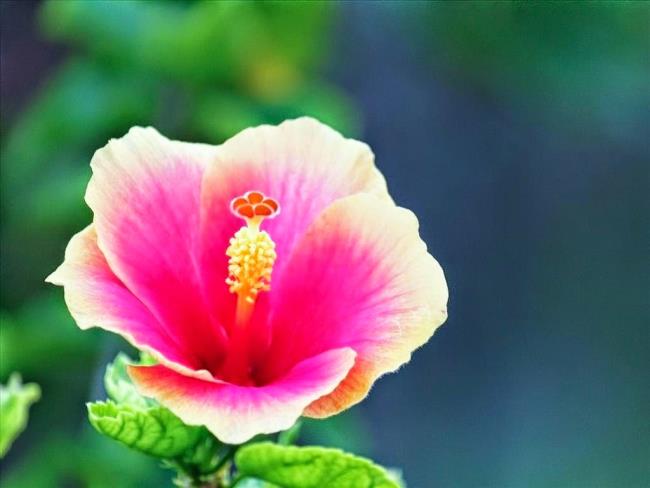Résumé de belles images d'hibiscus