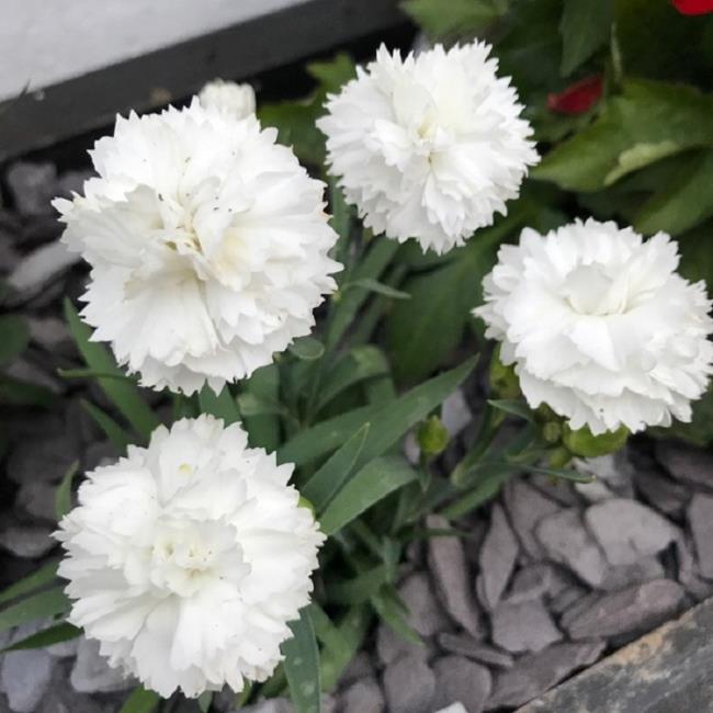 Beautiful white carnation pictures 