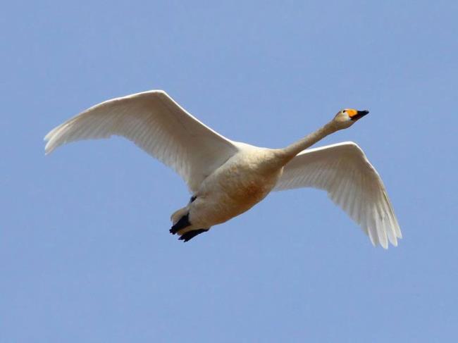 Coleção de belas imagens de cisne