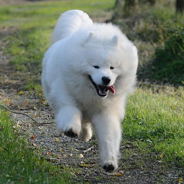 Collection of the most beautiful Samoyed dog images