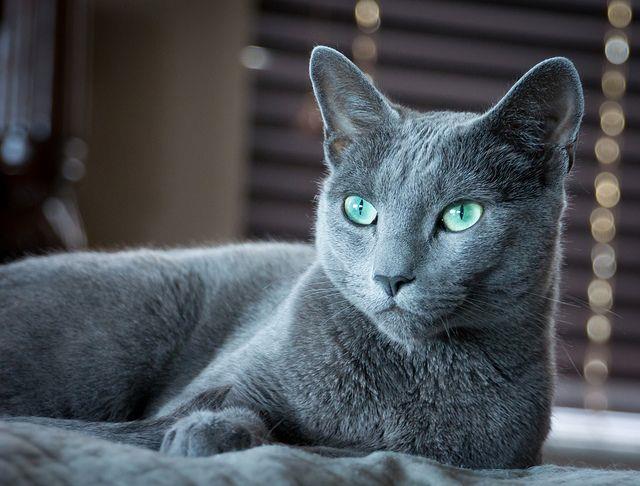 सबसे सुंदर नीली आंखों वाली रूसी बिल्ली की छवि का सारांश