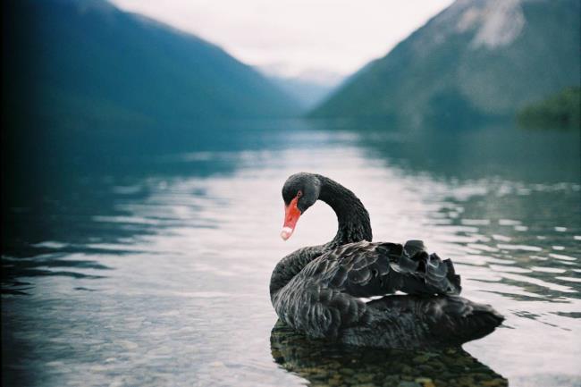 Coleção de belas imagens de cisne