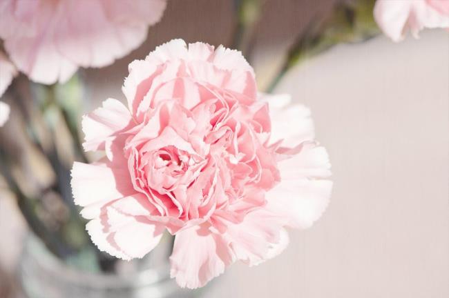 Beautiful white carnation pictures 