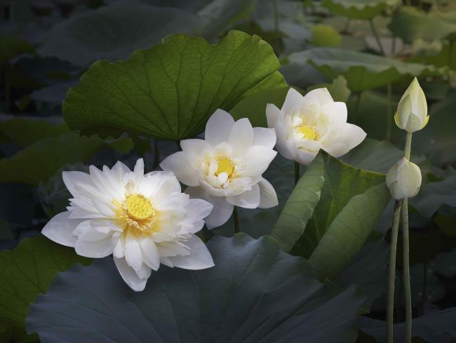 Summary of the most beautiful white lotus images
