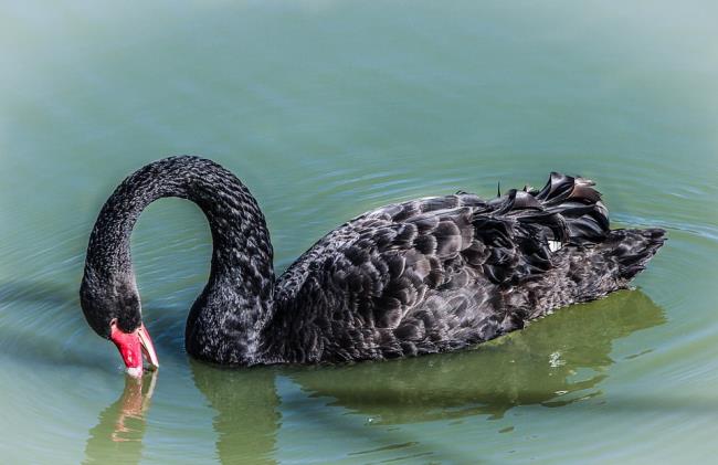 Colección de bellas imágenes de cisne