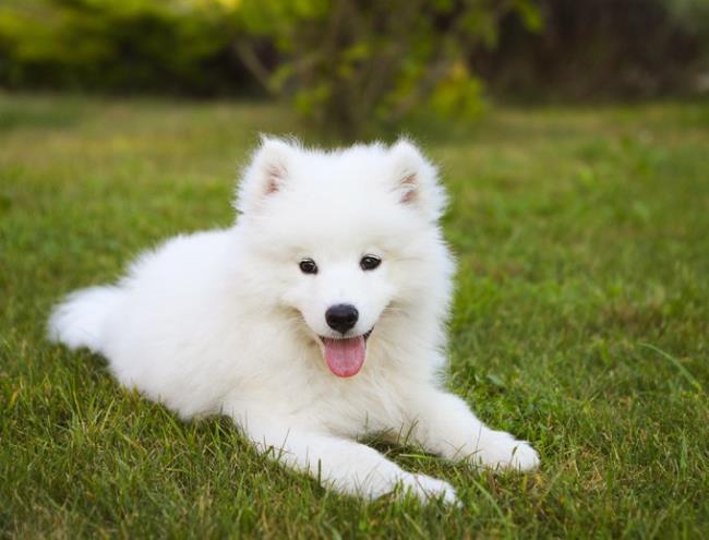 Collection des plus belles images de chiens samoyèdes